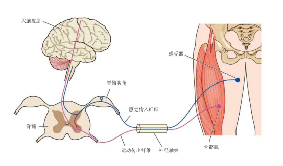 终板解剖位置图片