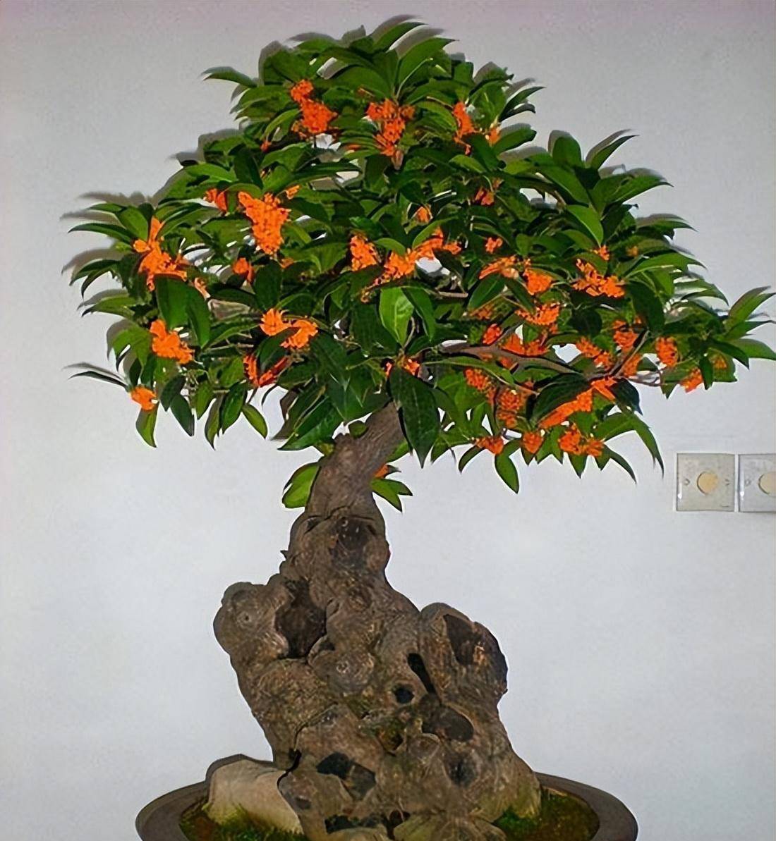 结语:当家中的桂花树盆栽出现叶片发黄的现象,只需要在日常的养护过程