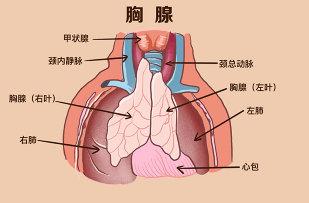 腺体免疫激活疗法