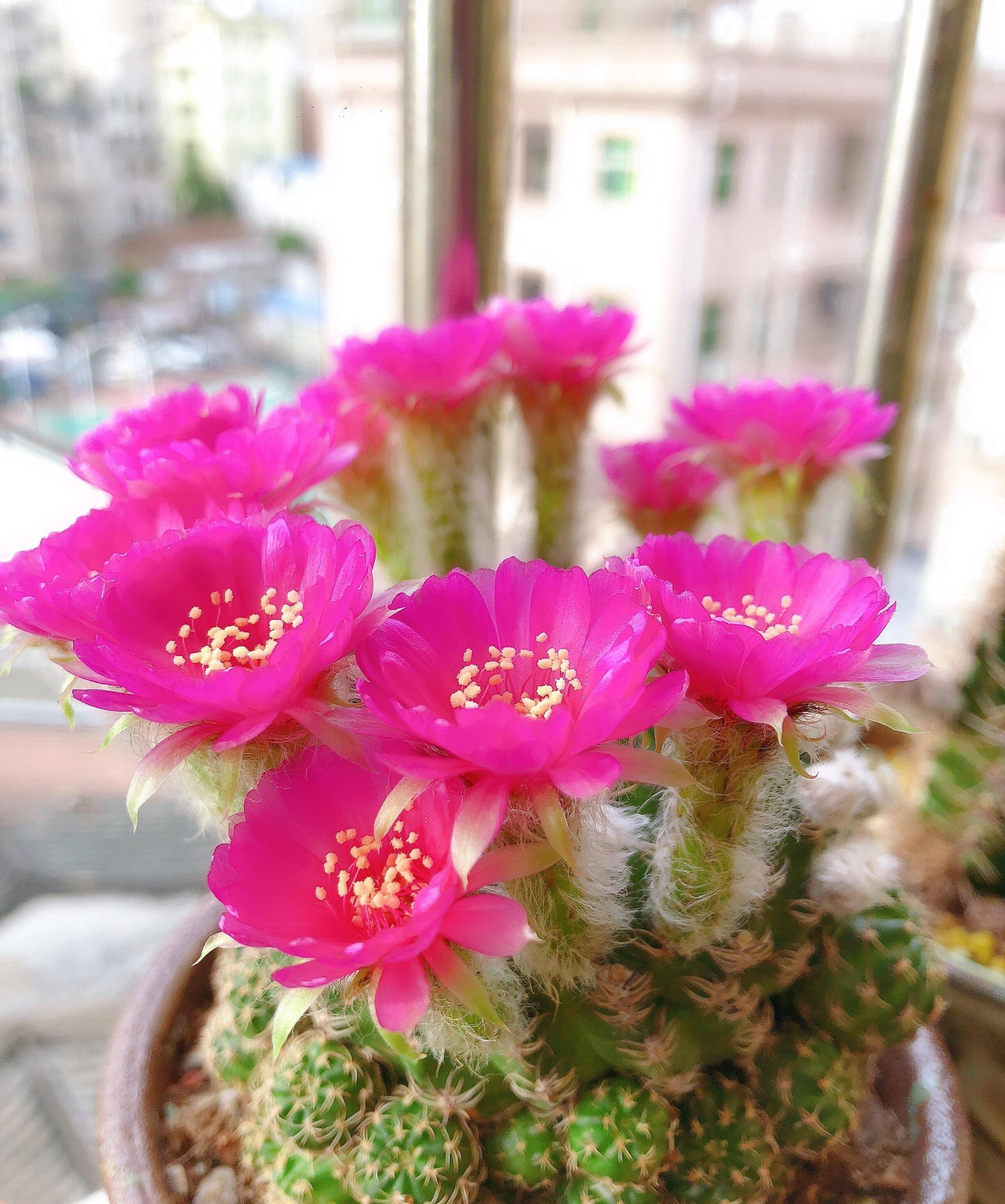 喜欢养仙人球,就选"阳春丸",颜值高,好打理,每年开花好多次_品种_球体