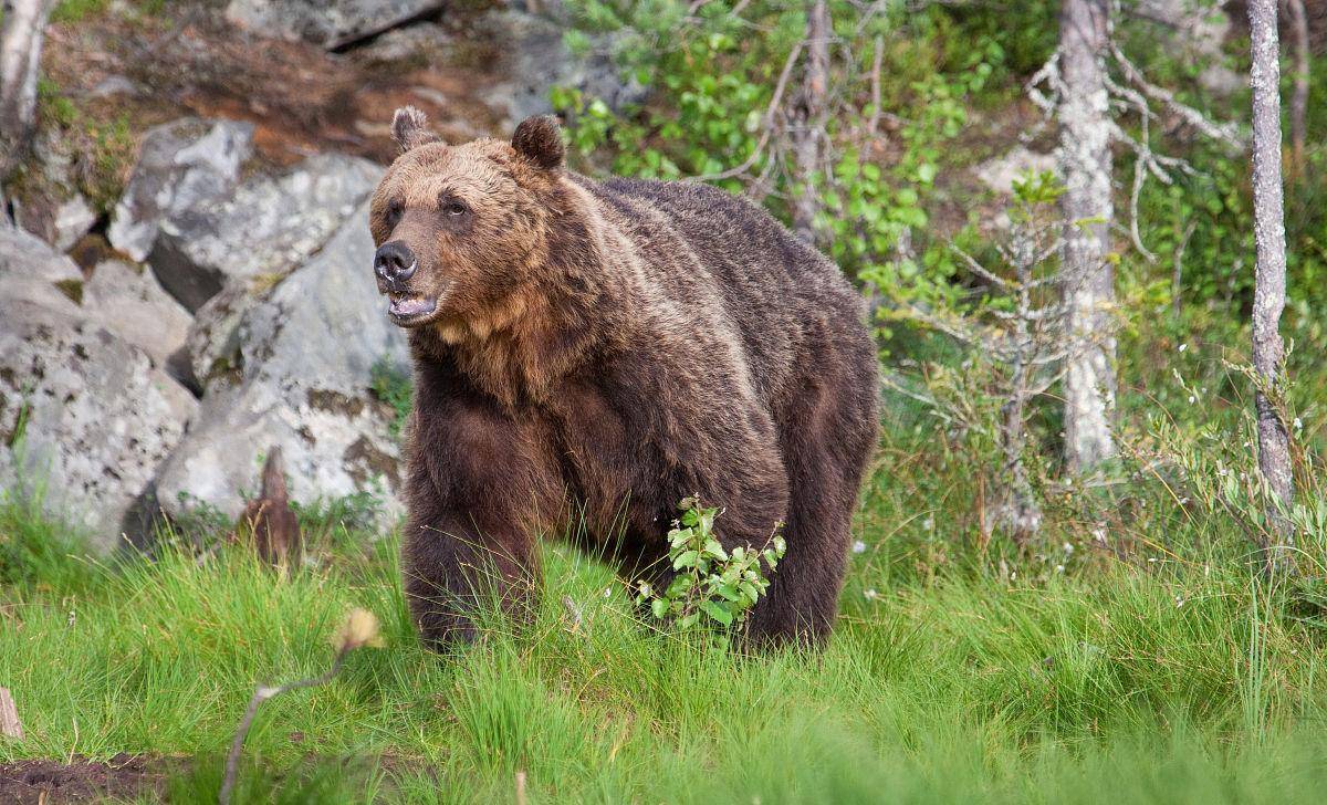 七名休假女兵自驾可可西里，第一夜就遭遇三只棕熊袭击-轶闻