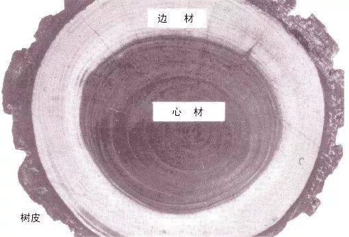 树的年轮较密的地方向着什么面（在我国树的年轮较密的地方向着什么面） 第3张