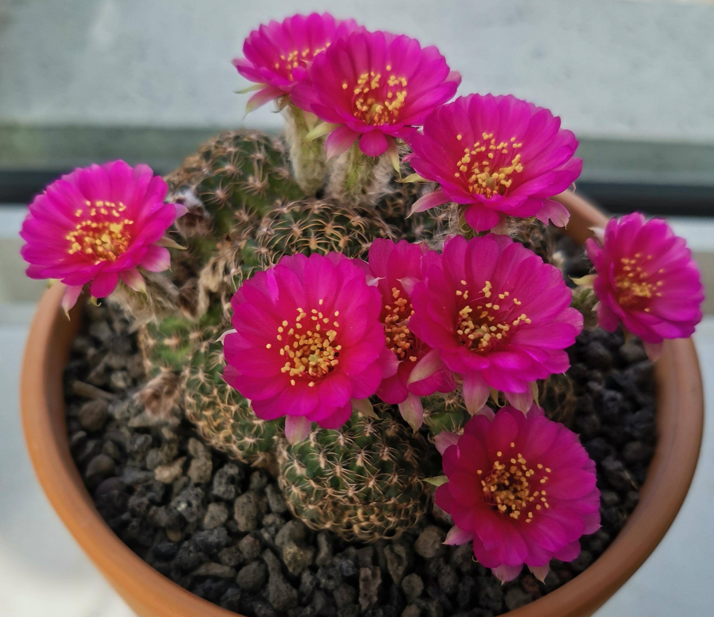 喜欢养仙人球,就选"阳春丸",颜值高,好打理,每年开