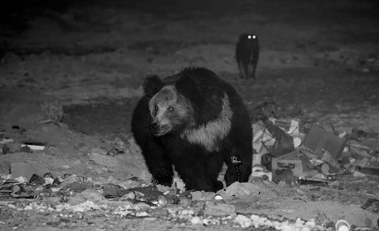 七名休假女兵自驾可可西里，第一夜就遭遇三只棕熊袭击-轶闻