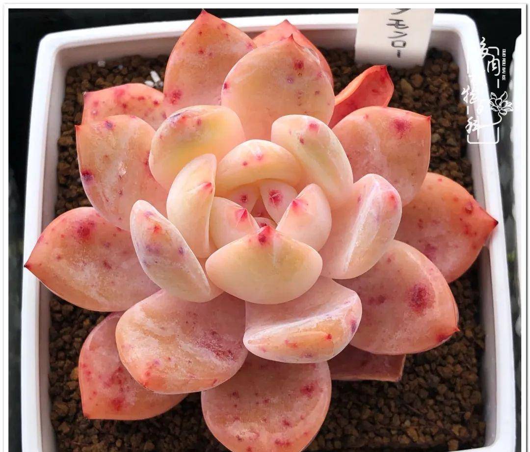 黄金万年草赫拉虹之玉罗宾朱砂痣白月影凝脂莲白月影白月影朱砂痣