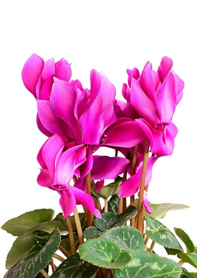 仙客来又叫兔耳花,开花就像兔子的耳朵一样可爱_球茎_作用_花园里