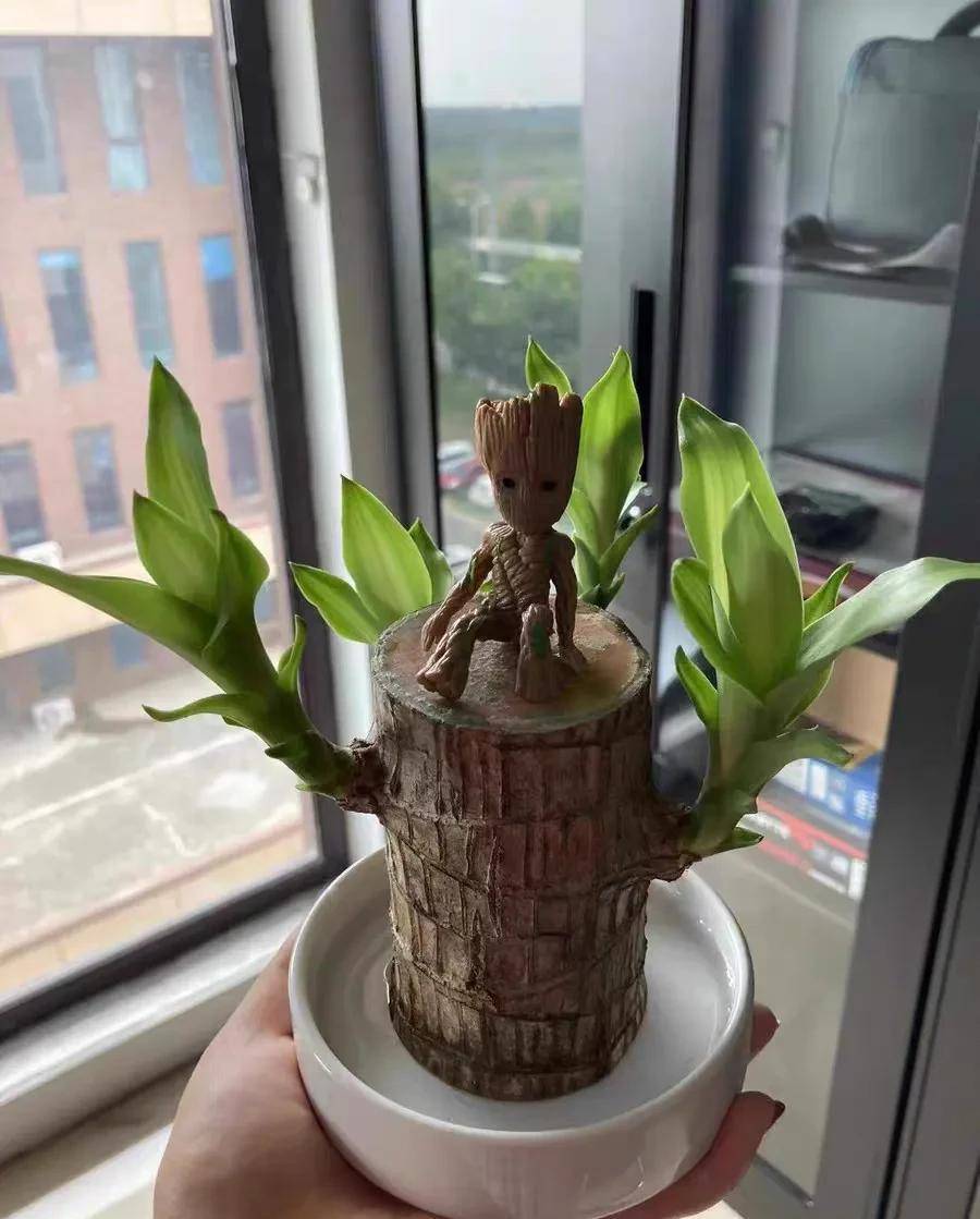 巴西木又叫幸运木传言一旦开花,就会遇到最爱的人_养殖_植物_养护