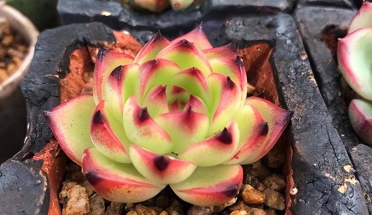 月亮石,室内阳台就能养出状态的莲座型多肉,南方花友可以放心养_养护
