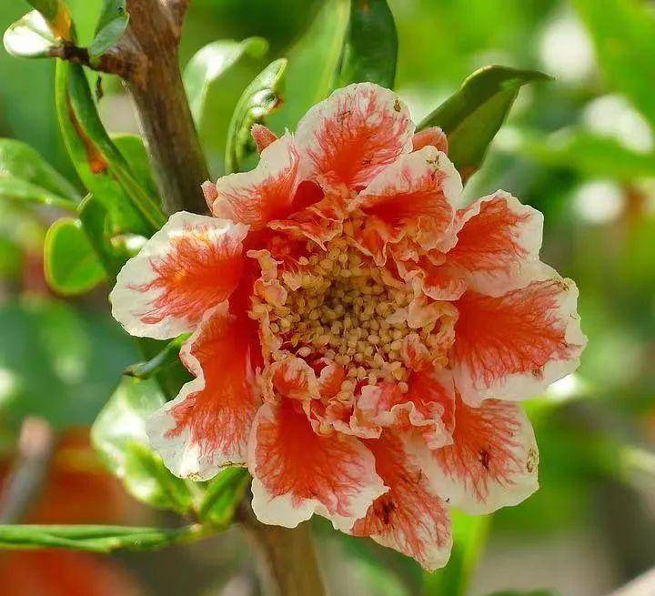 石榴花,雌雄莫辨?一招教你轻松识别|花名册no.00137_雄花_雌花_花朵