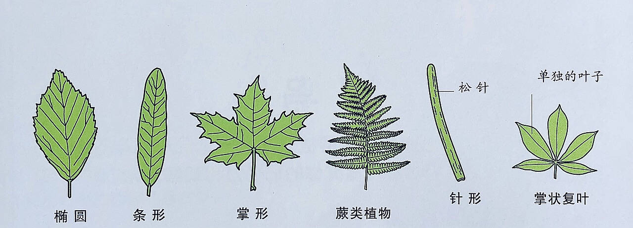 有趣的植物（有趣的植物图片和介绍） 第3张