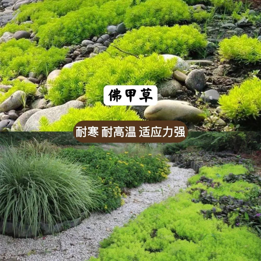 地被植物（地被植物有哪些树种） 第2张