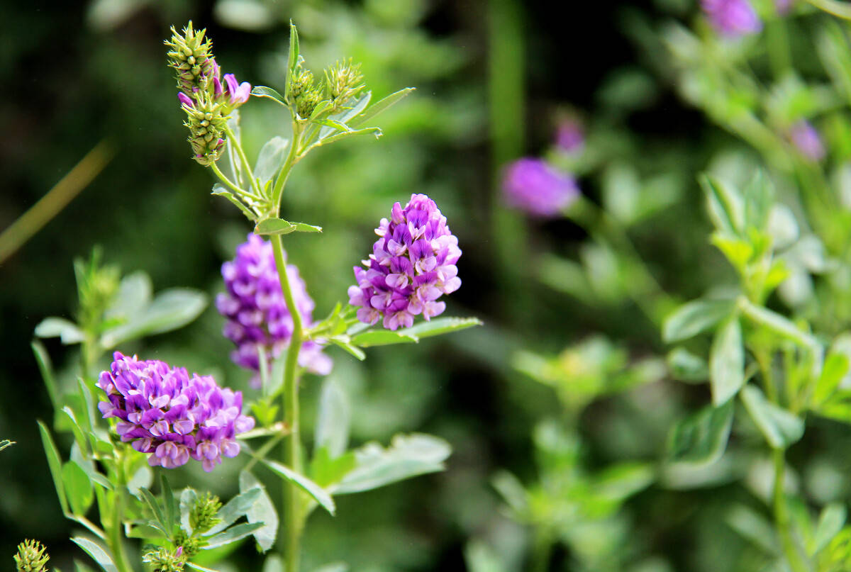 三 紫花苜蓿严格意义上来说,紫花苜蓿不是一种冬季牧草,不过它的生长