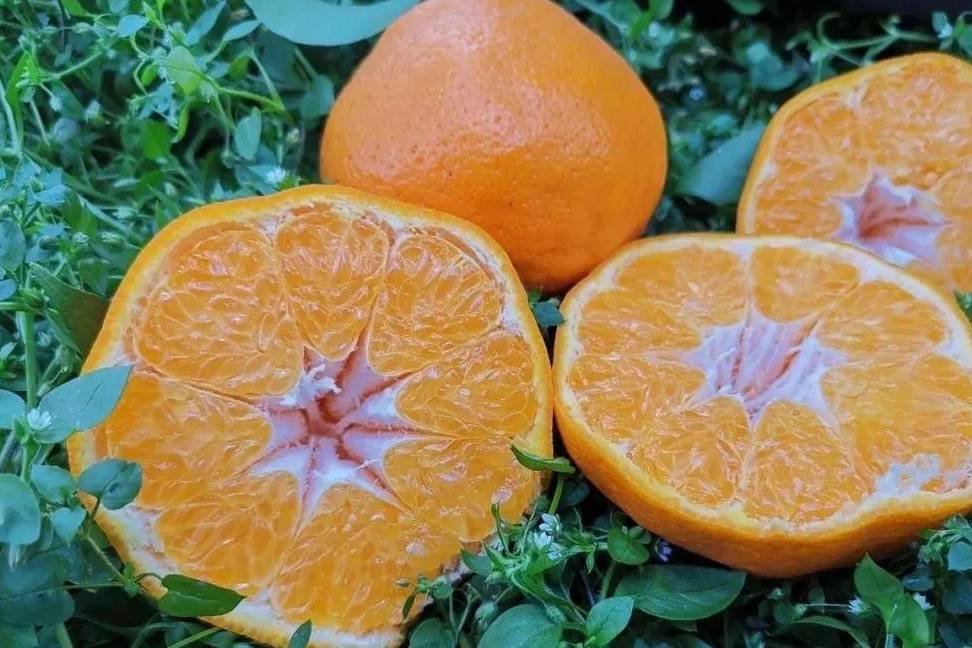 春见可以存放多久(春见保存温度)