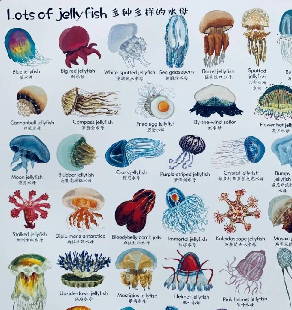 海里生物名字图片