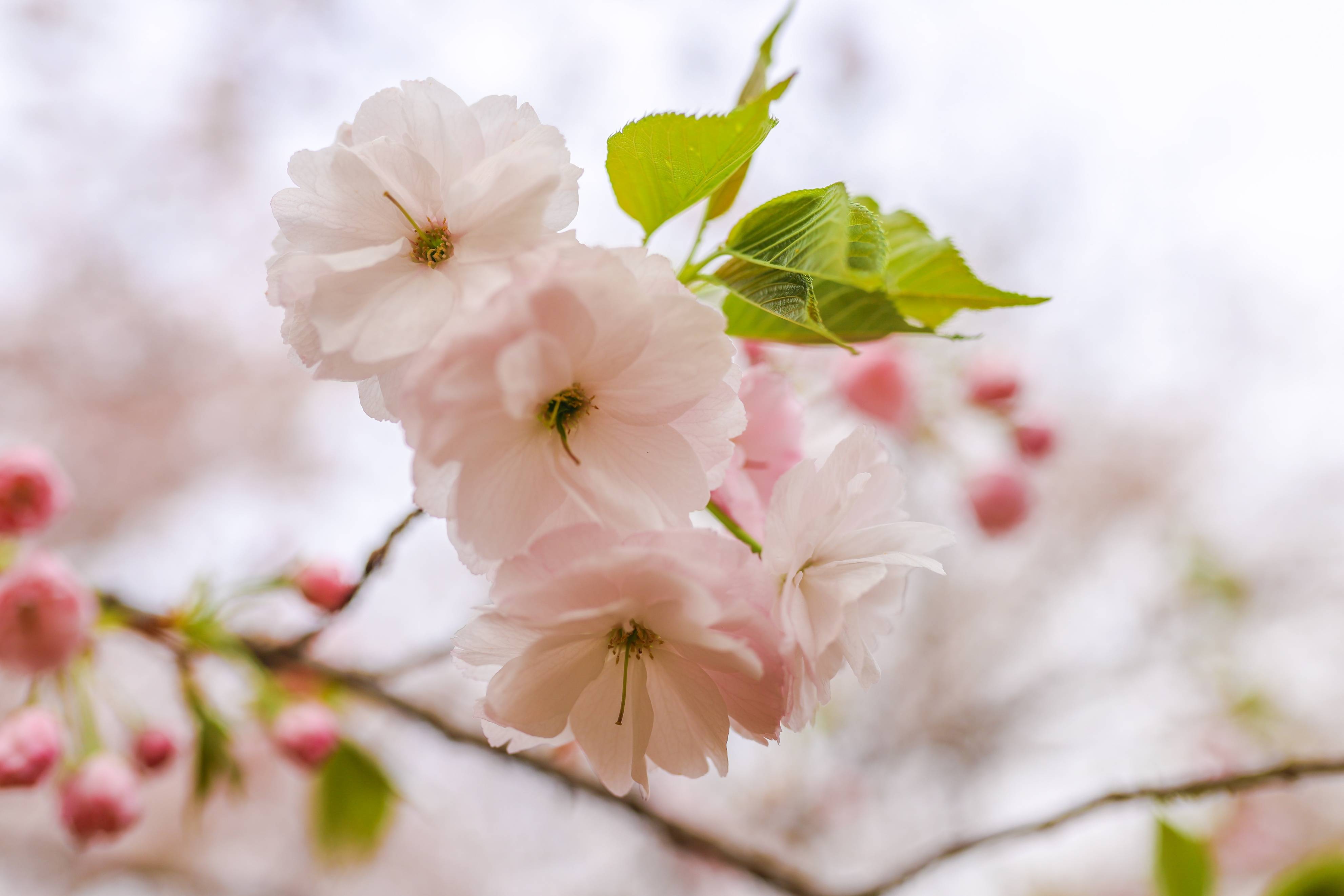 春天必打卡的赏花胜地