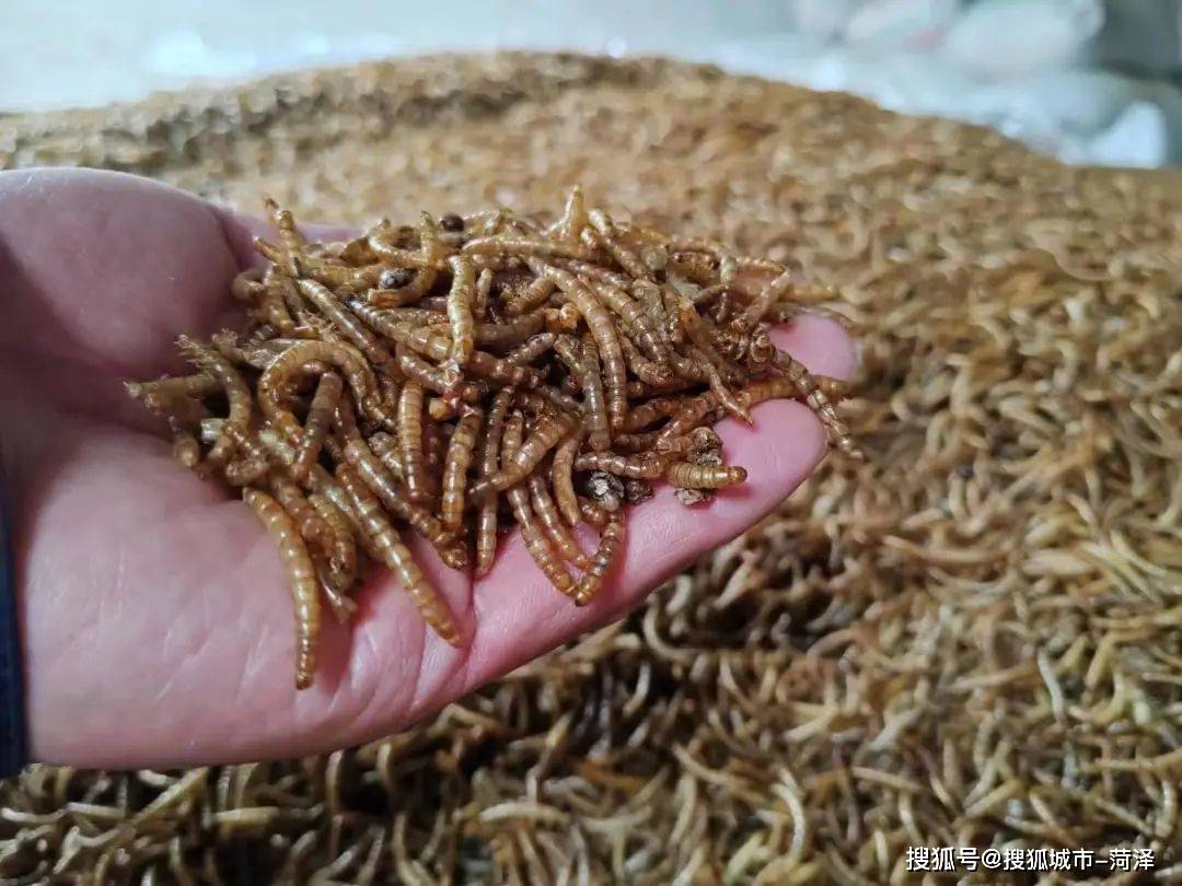 牡丹区沙土镇:黄粉虫养殖——"小虫子"铺就乡村振兴"黄金路"_庞绍全