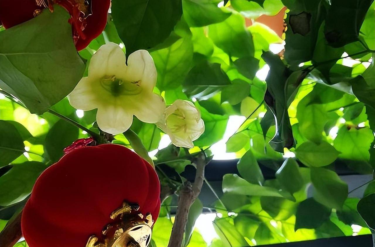 这4种"吉祥树",一旦开花,代表"好运来临",旺人又"旺家"_玉树_养护