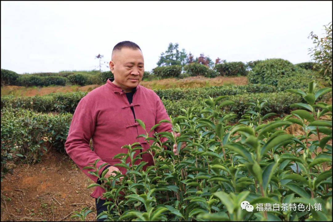 福鼎鼎宁茶府落成暨白茶非遗体验馆启动_发展_品牌_茶叶