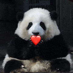 可爱的熊猫表情包图片