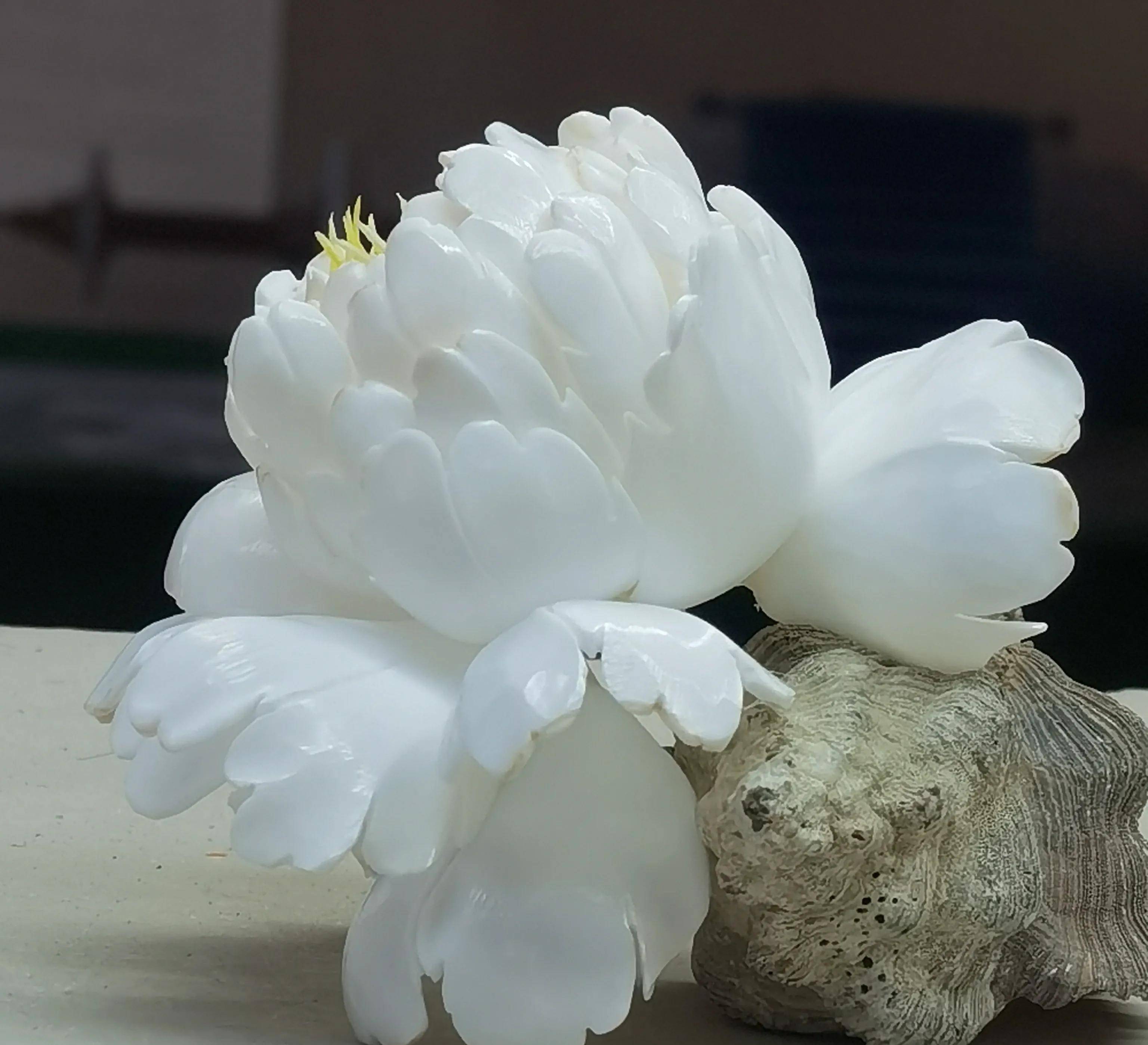 贝壳雕刻的牡丹花,你没见过的全新版本「原创」_贝雕_海南省_地方