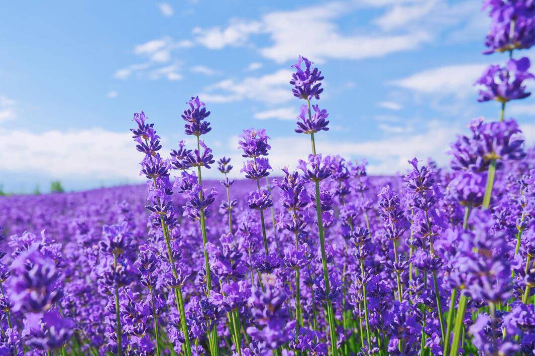 蓝紫色或淡紫色的花序纤长秀丽,很多人种在庭院中,打造薰衣草花海