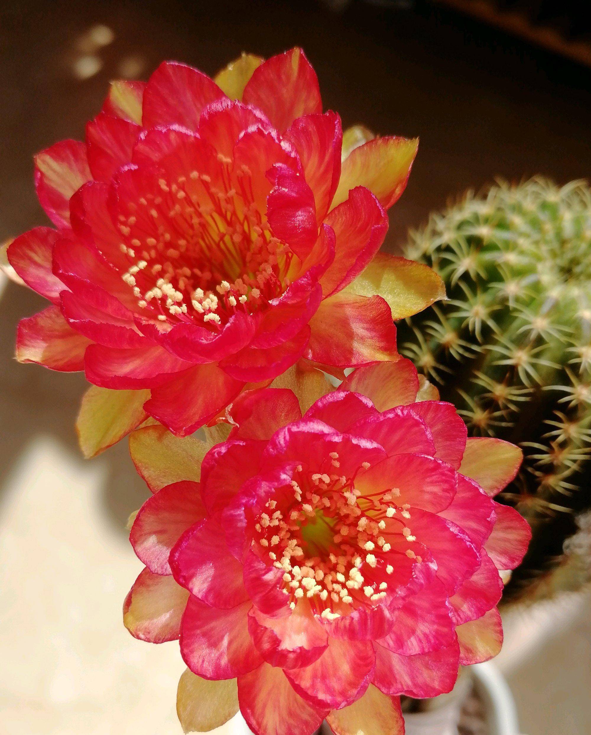 仙人球界的"贵族"—金荷花,好看也好养,开花勤奋,你值得拥有_黄金