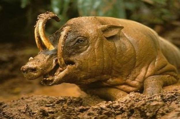 最大天敌竟是自己,长出獠牙将自己戳死,网友:这就是自生自灭?