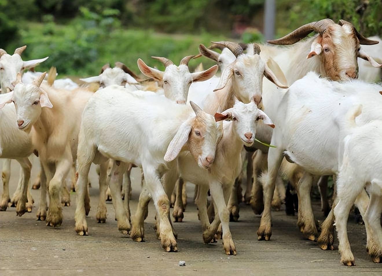 如何降低养羊的风险?养殖经验告诉你_羊群_疾病_管理