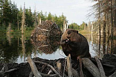 动物界最杰出的建筑师之一河狸,它筑起的水坝,堪比人类建筑工程_家伙