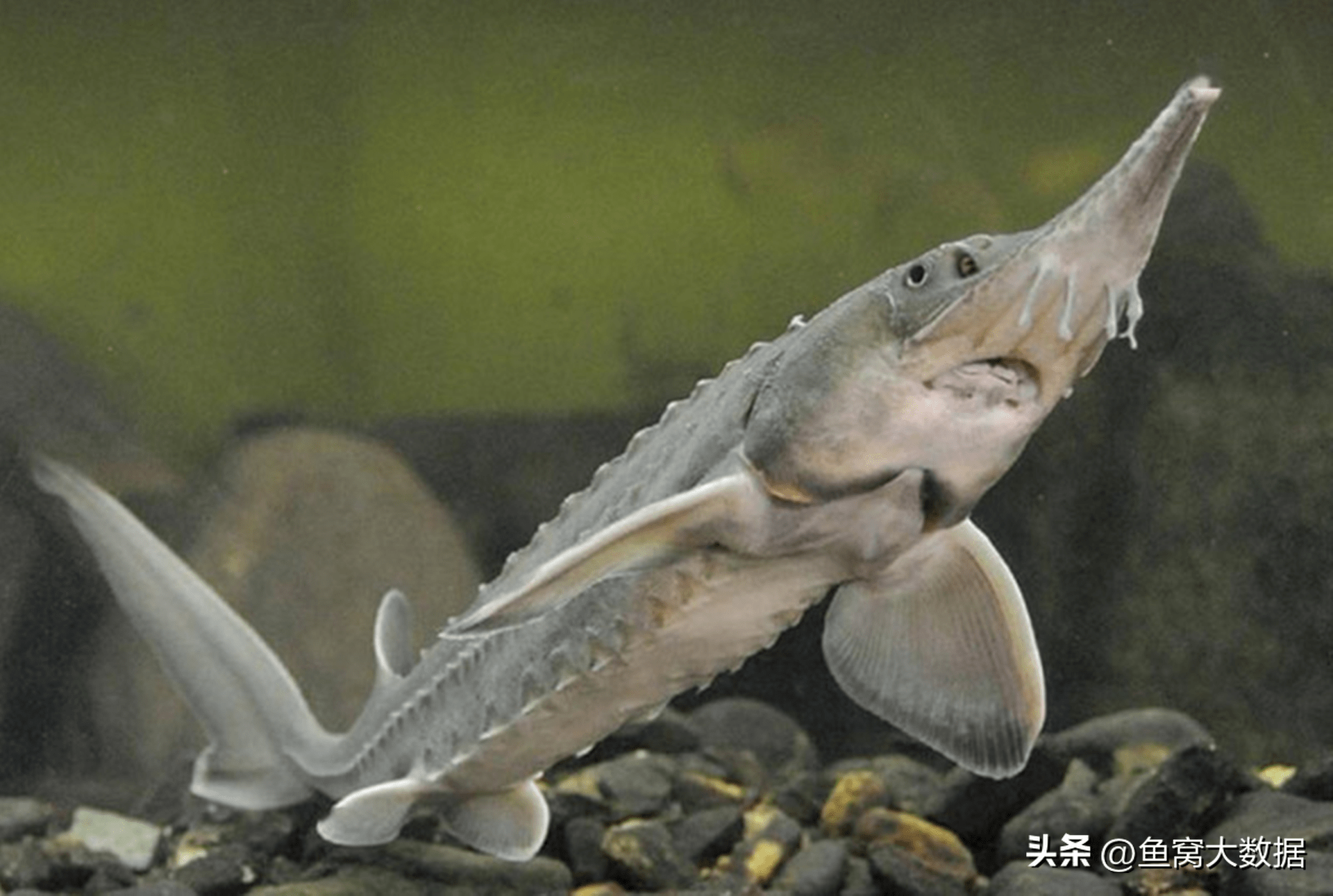 鲟鱼成为贵州村ba篮球赛的总决赛奖品,贵州用了20年_养殖_鱼子酱_我国