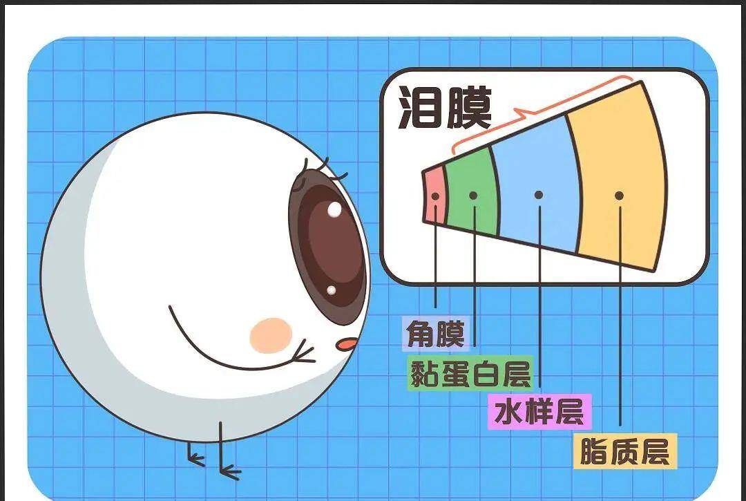 最外层的是由睑板腺(下图中眼睛周围黄色部位)分泌的脂质层,这一层的