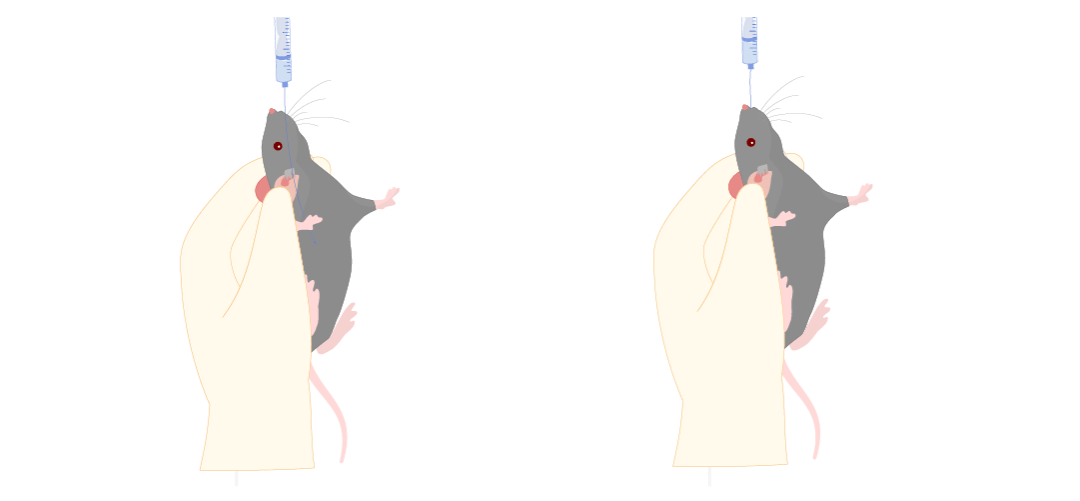 小鼠灌胃剂量图片