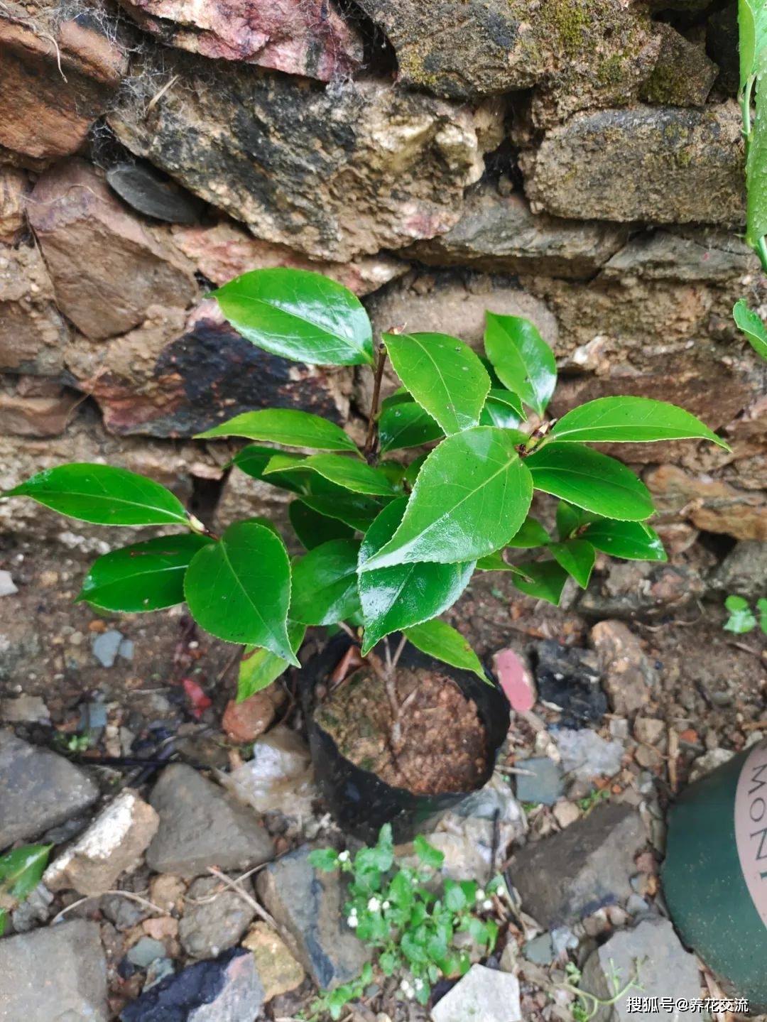 室内水生植物（室内种植水生植物品种） 第8张