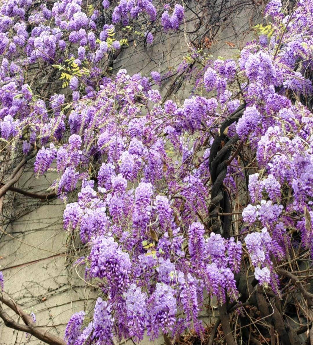 树上淡紫色的花图片
