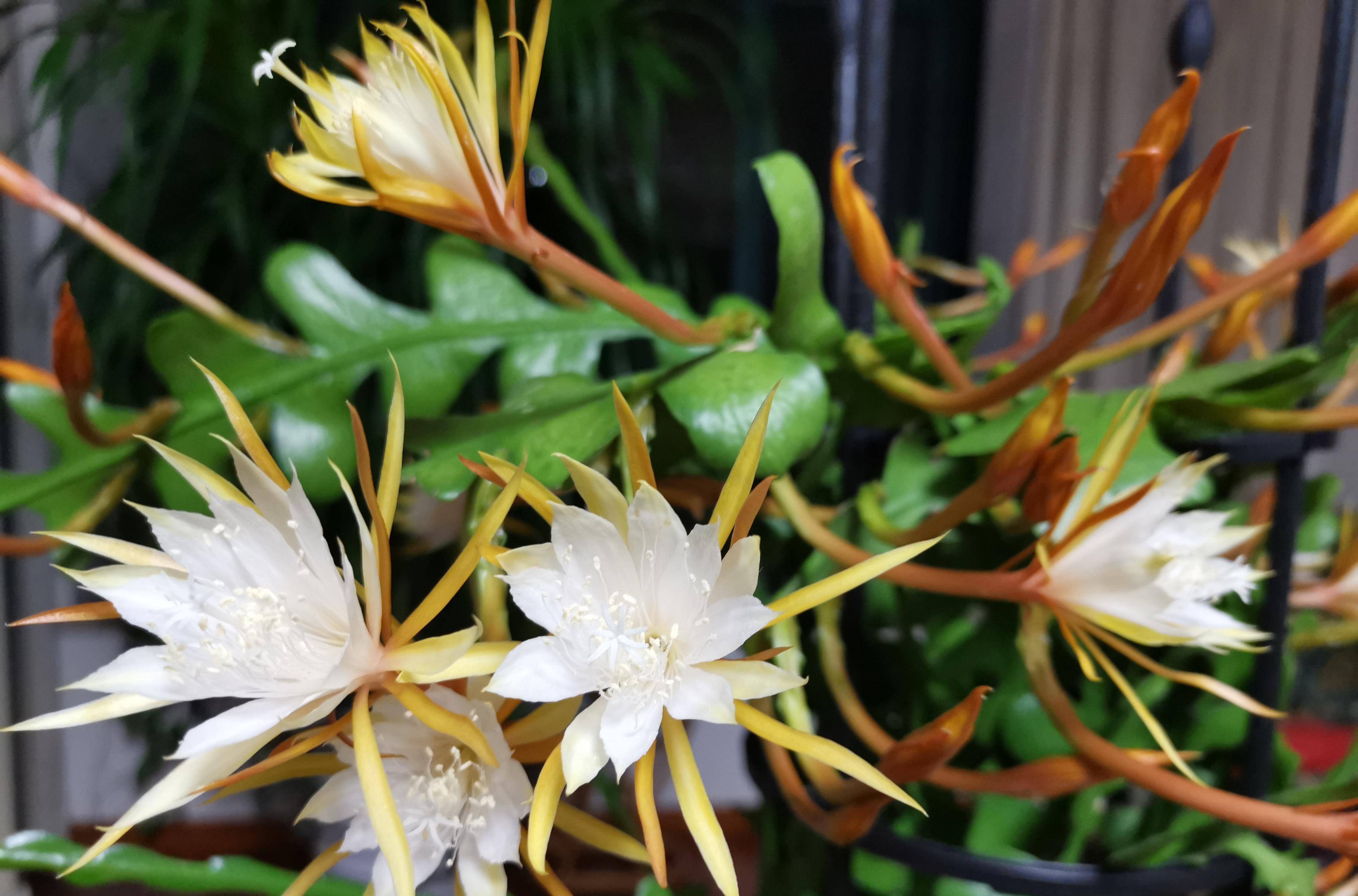 室内盆栽"新宠"—锯齿昙花,能观叶,赏花,闻花香,耐阴且好养_开花_植物