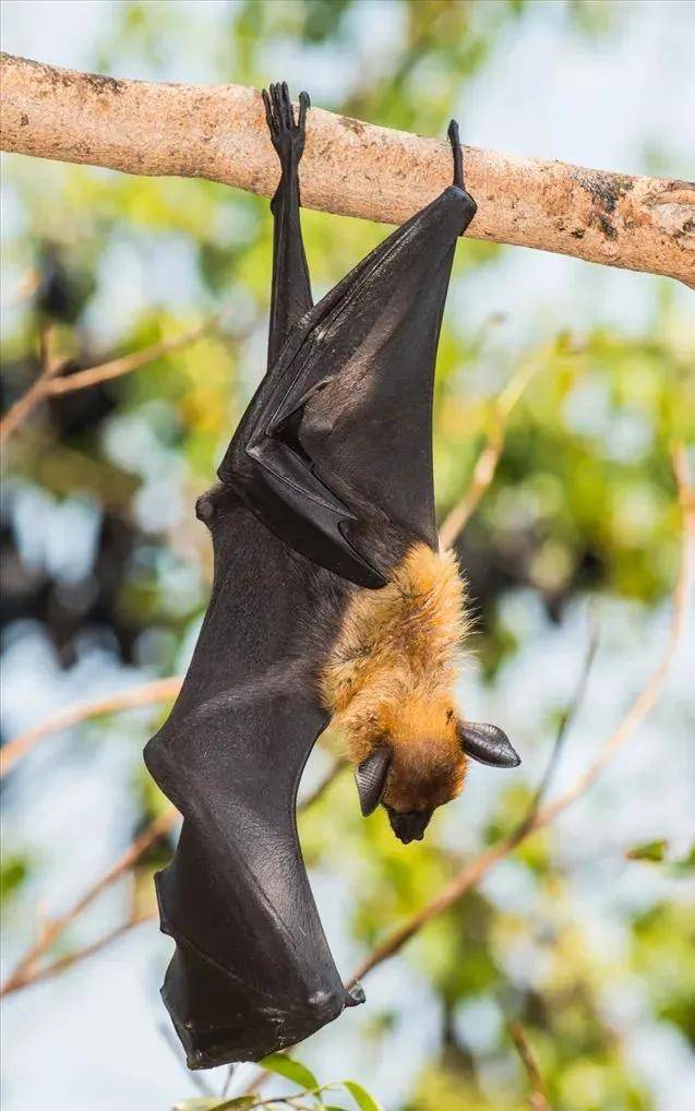 是一种_哺乳动物_食物