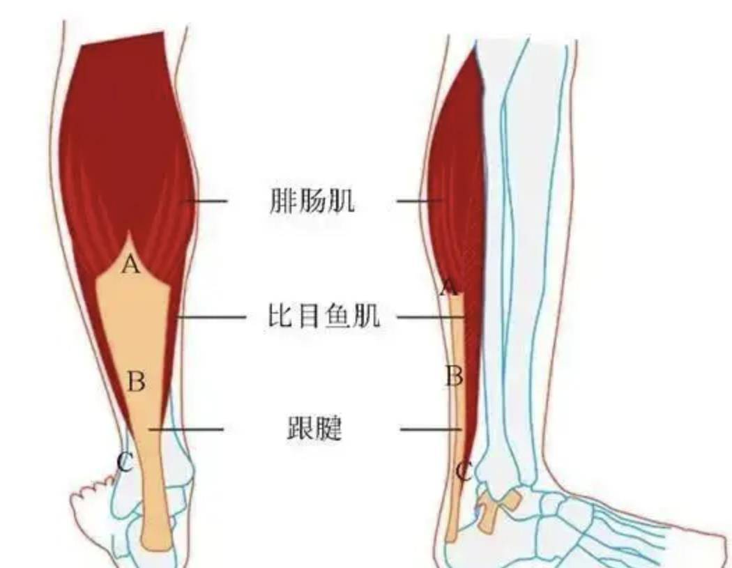 下肢肌肉分布图图片