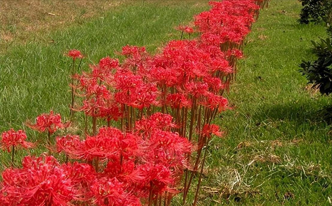 2,且按谐音论物是浅显而无根据的扶桑花代表光明和吉祥扶桑花是一种被