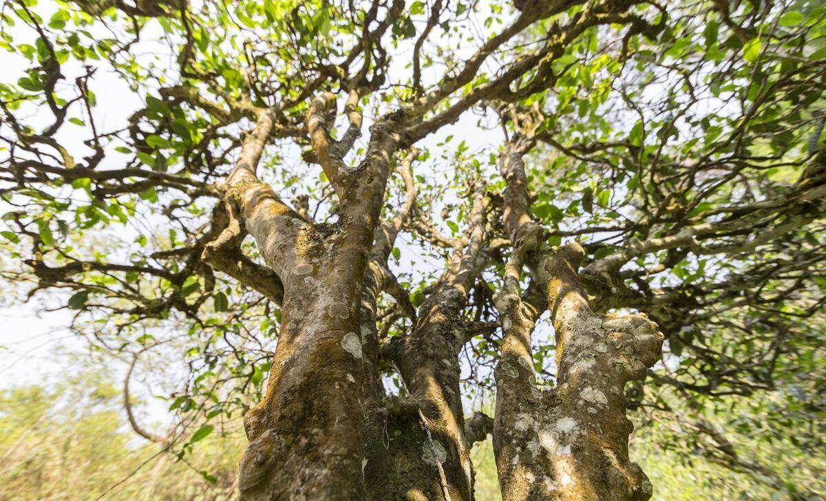 南糯山:云南最大的混生古树茶园,最早的科研基地_茶树_白孟愚_茶叶