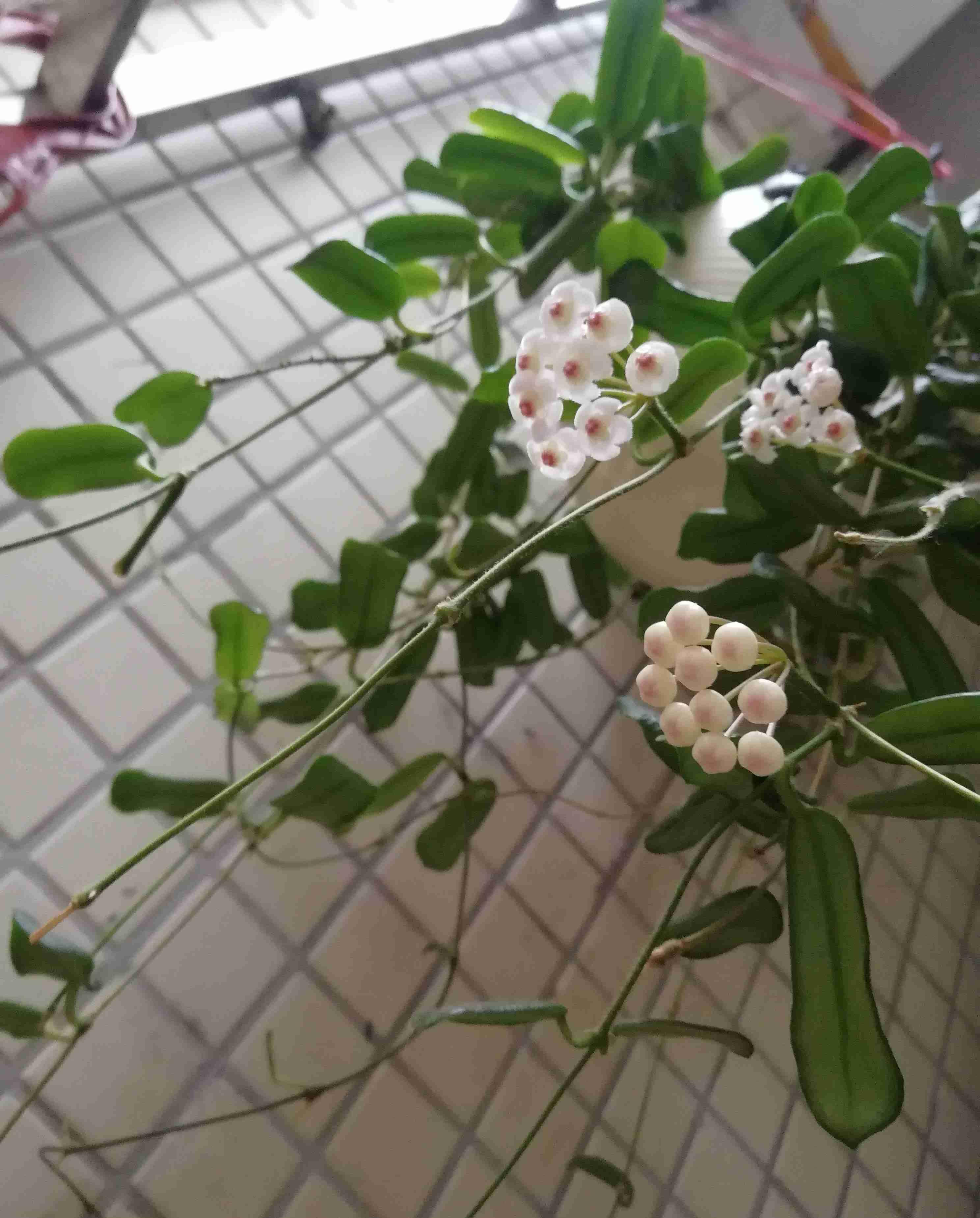 有种盆栽叫"方叶球兰",集观叶,赏花,闻香于一身,耐阴且好养_开花_种植