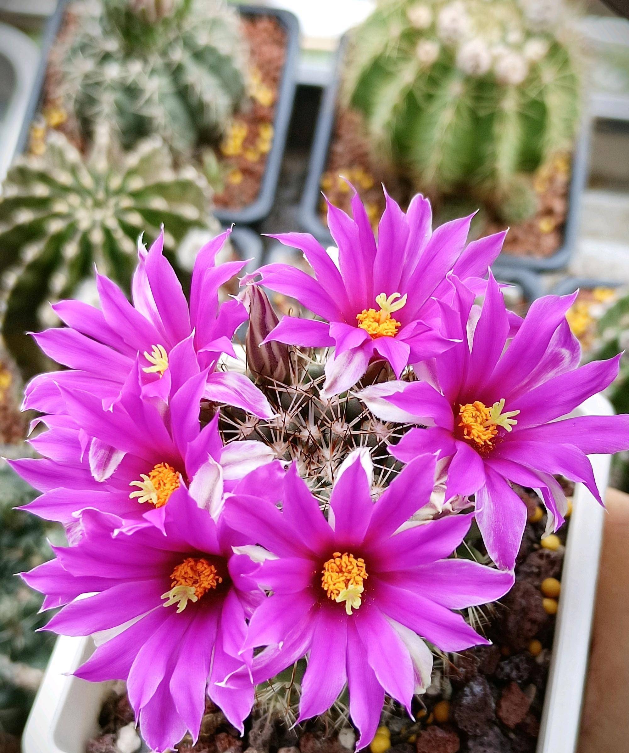 好养又爱开花的仙人球—蓬莱宫,花期春夏秋,观球,观刺又观花_品种