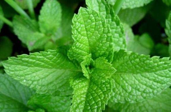 养护_记忆力_全年