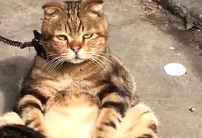 猫咪排队偷肉吃轮流放风,黑猫:快点吃该轮到我了! 猫咪排队偷肉吃轮流放风,黑猫:快点吃该轮到我了!