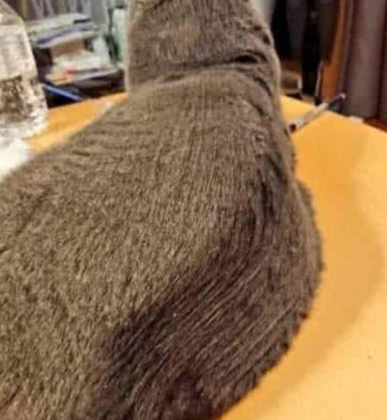 出差把猫给当过兵的爸爸养，回家一看，爸爸：万物皆可豆腐块 