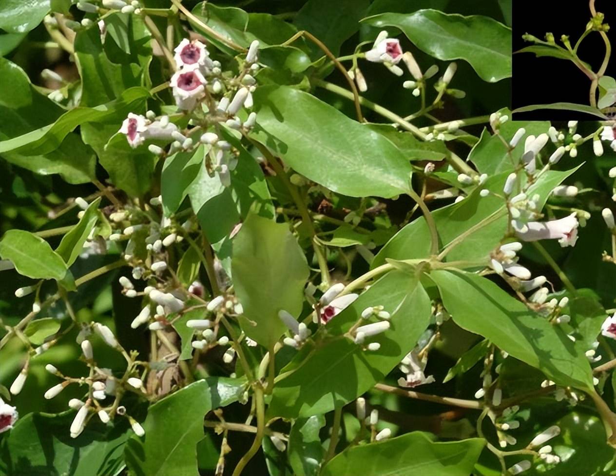 这种野草的名字来源,并不是和农村的"鸡屎树"一样,由于果实的长相和