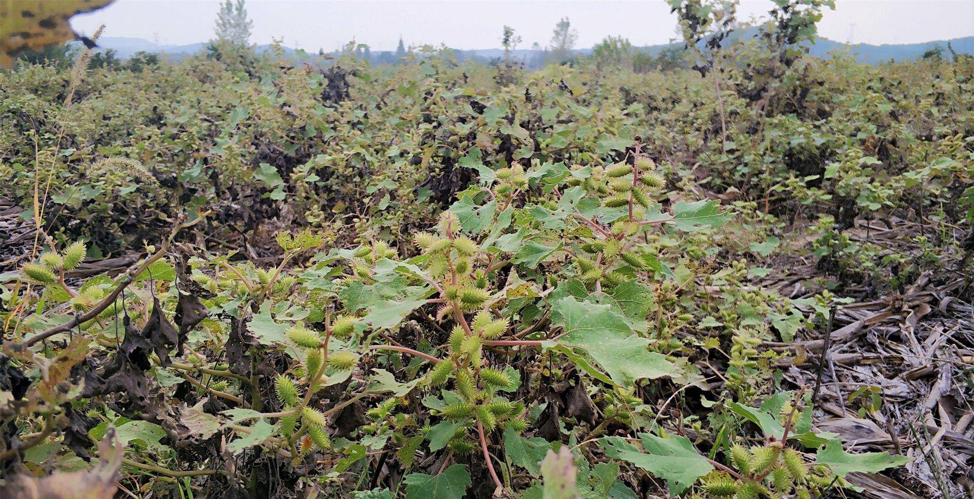 生长在其周边的植物都会长势不佳,长时间种植苍耳的土地也会变得贫瘠