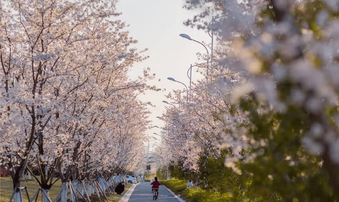 春日限定樱花列车上线!快来苏州科技城打卡_大道_网络_实景图
