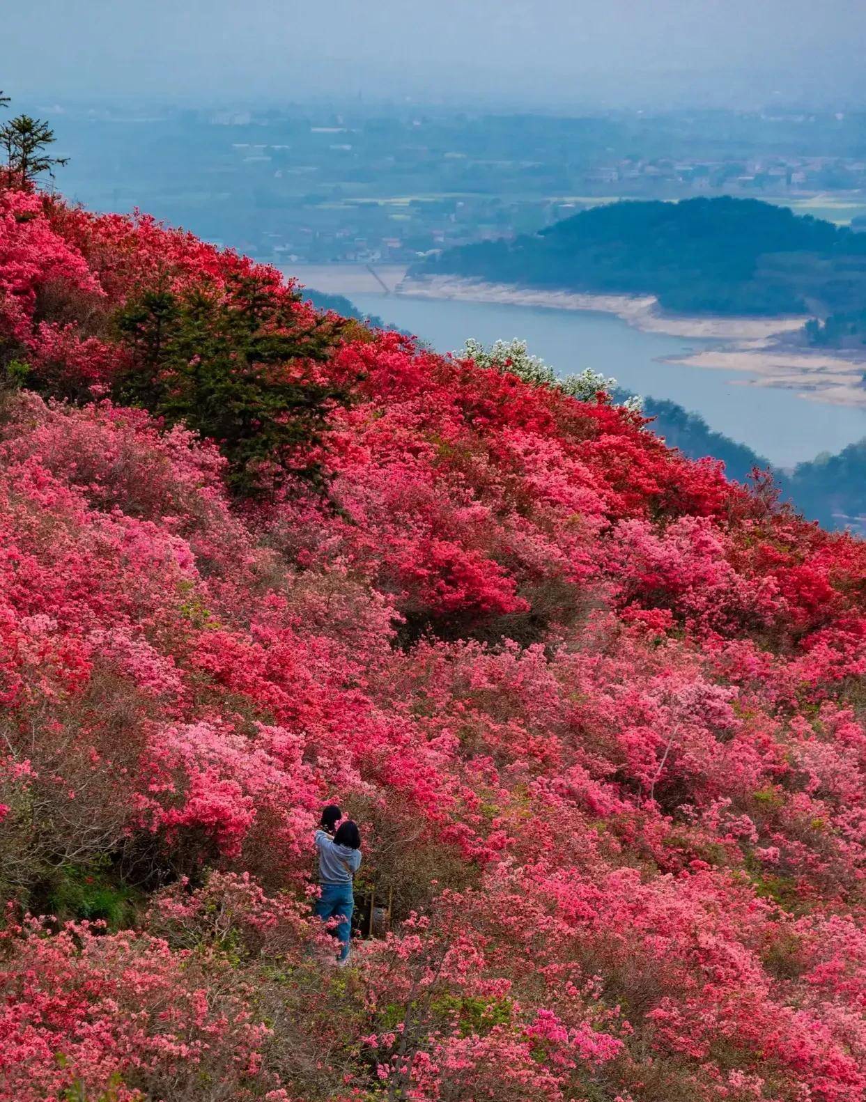 武汉云雾山杜鹃花进入最佳观赏期,漫山遍野红彤彤一片,宛若仙境