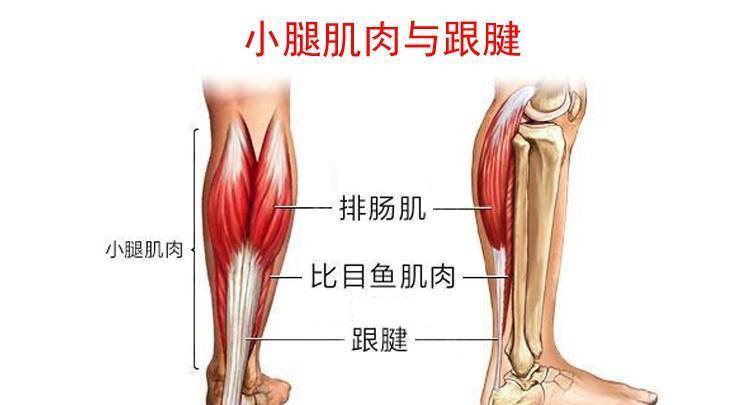 小腿後群肌肉,通常的作用是屈曲膝關節,使足蹠屈,並能內旋小腿.