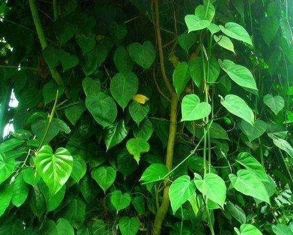 心叶藤水培"5妙招",比绿萝好养,叶子大又绿,人称空气净化机_容器_枝条